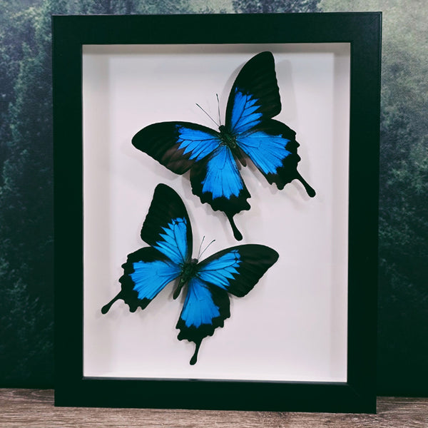 Papilio Ulysses Dunk Island Butterfly Pair In Frame