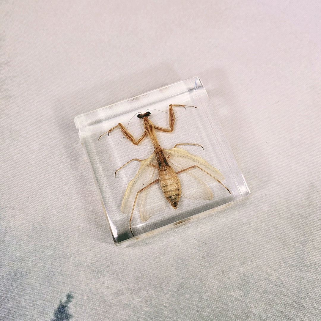 Mantis Embedded in 75mm Square Resin Block
