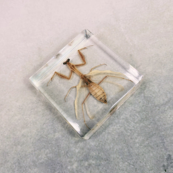 Mantis Embedded in 75mm Square Resin Block