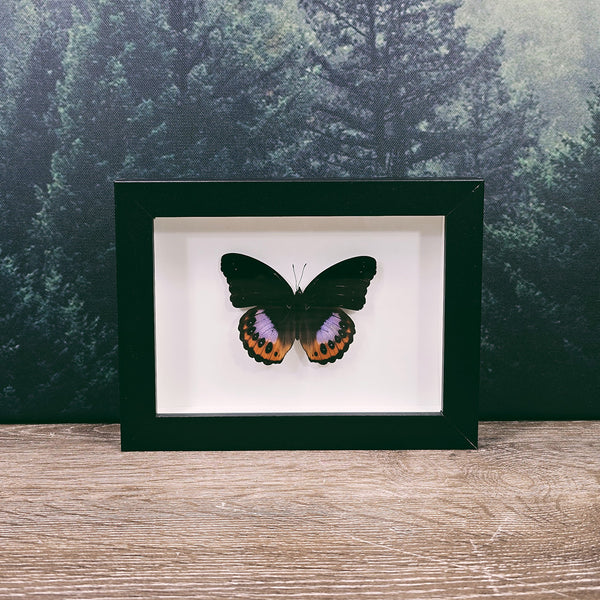 Hypolimnas Pandarus Brush-Footed Butterfly In Frame