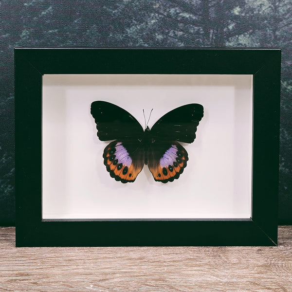 Hypolimnas Pandarus Brush-Footed Butterfly In Frame