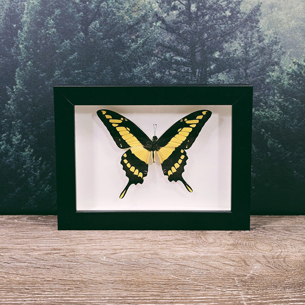 Papilio Thoas King Swallowtail Butterfly In Frame