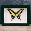 Papilio Thoas King Swallowtail Butterfly In Frame