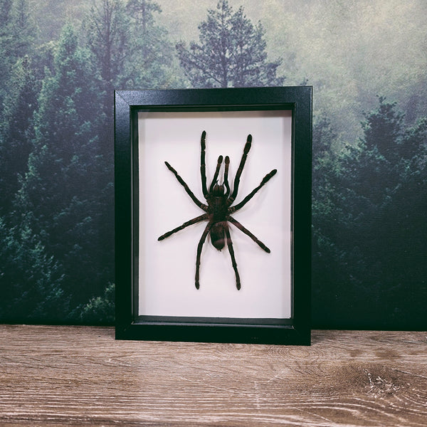 Haplopelma Minax Thailand Big Black Tarantula in Medium Frame