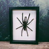 Haplopelma Minax Thailand Big Black Tarantula in Medium Frame