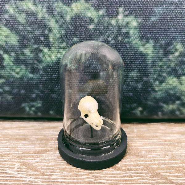 Tiny Bat Skull Mounted in 5cm Tall Glass Dome