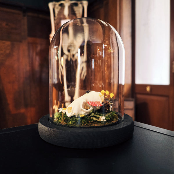 Mink Skull, Mushrooms + Beetle on Moss Environment in 13cm Glass Dome