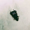 Burying Beetle (Nicrophorus Distinctus) Dehydrated Specimen