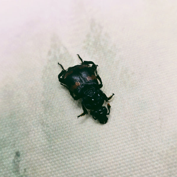 Burying Beetle (Nicrophorus Distinctus) Dehydrated Specimen