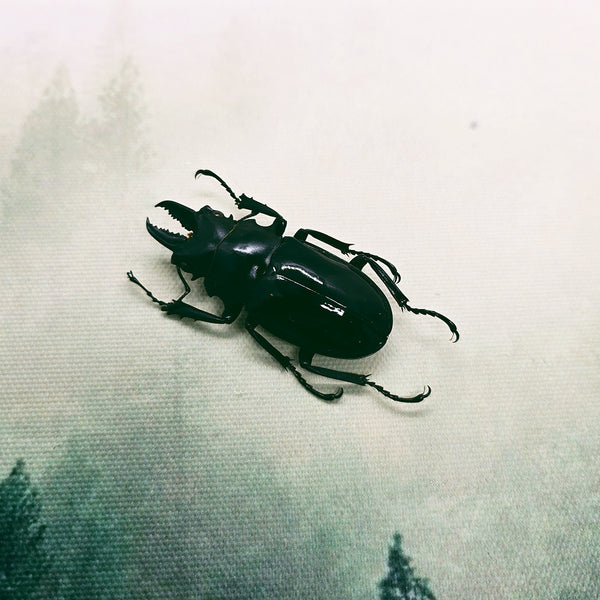 Large Stag Beetle (Odontolabis Dalmanni) Dehydrated Specimen