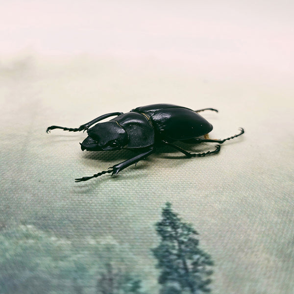 Stag Beetle (Odontolabis Stevensi) Dehydrated Specimen)
