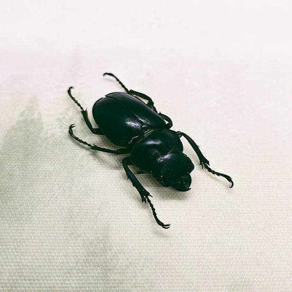 Stag Beetle (Odontolabis Stevensi) Dehydrated Specimen)