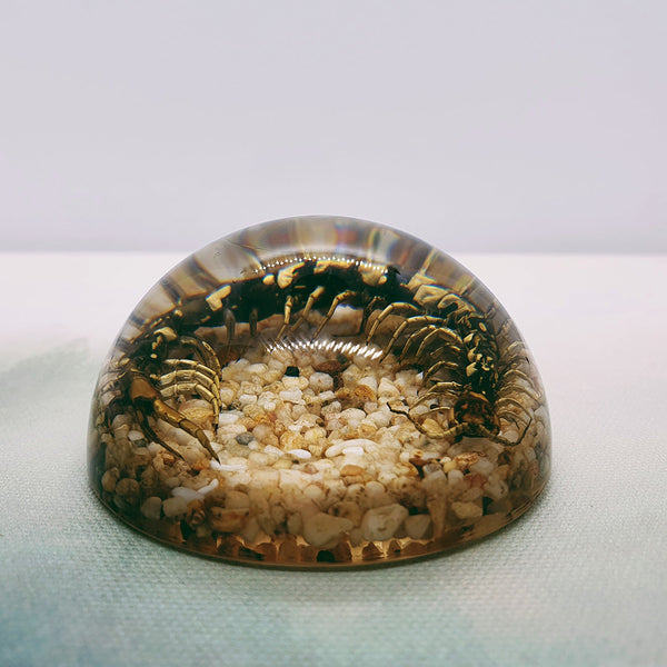 Centipede + Pebbles Embedded in Resin Dome 60mm