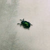 Leaf Beetle (Platycorynus Nitidus) Dehydrated Specimen
