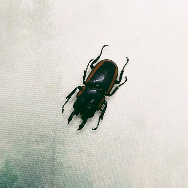 Two-colour Longjaw Beetle (Prosopocoilus Bison Magnificus) Dehydrated Specimen