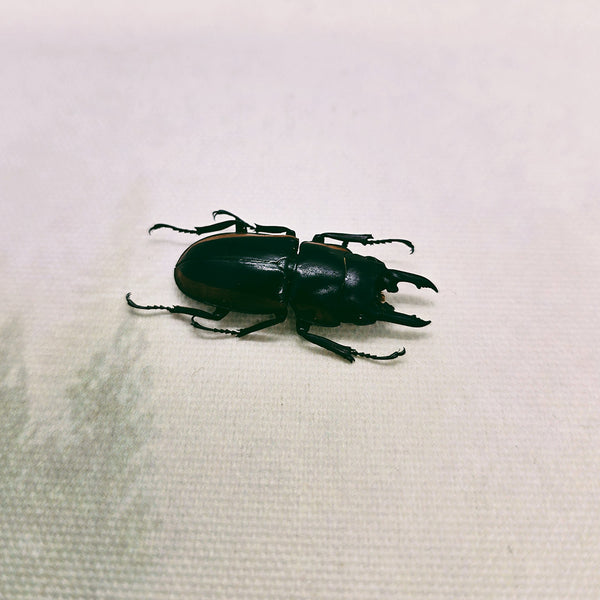 Two-colour Longjaw Beetle (Prosopocoilus Bison Magnificus) Dehydrated Specimen