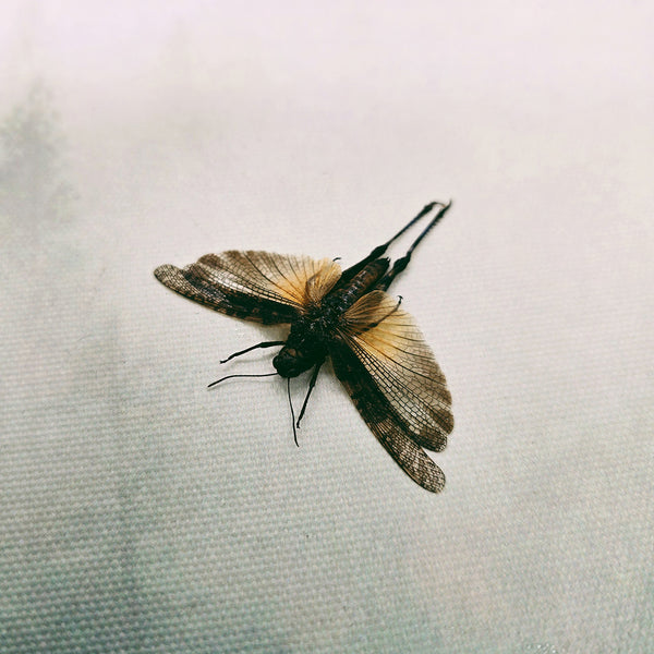 Grasshopper (Pternoscirta Caliginos) Dehydrated Specimen