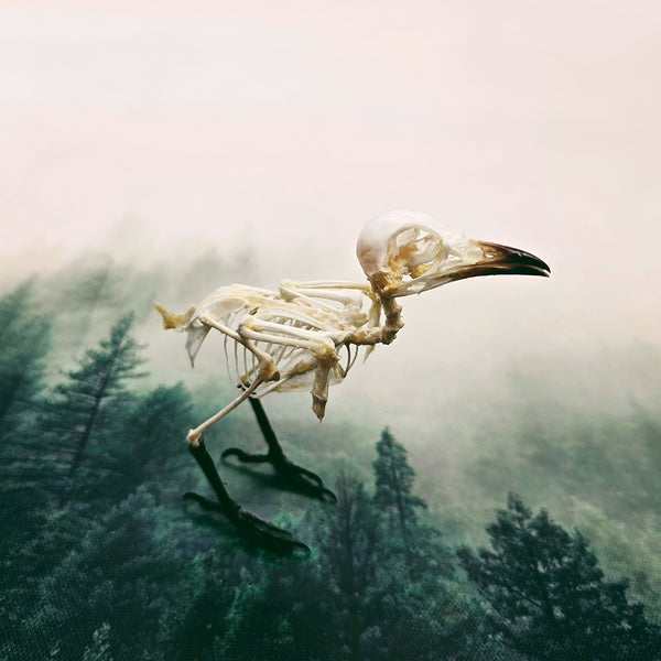 Sooty-Headed Bulbul (Pycnonotus Aurigaster) Articulated Bird Skeleton