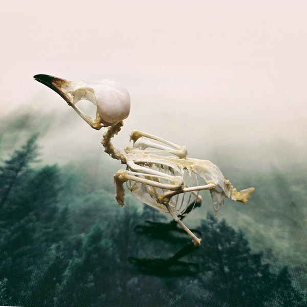Sooty-Headed Bulbul (Pycnonotus Aurigaster) Articulated Bird Skeleton