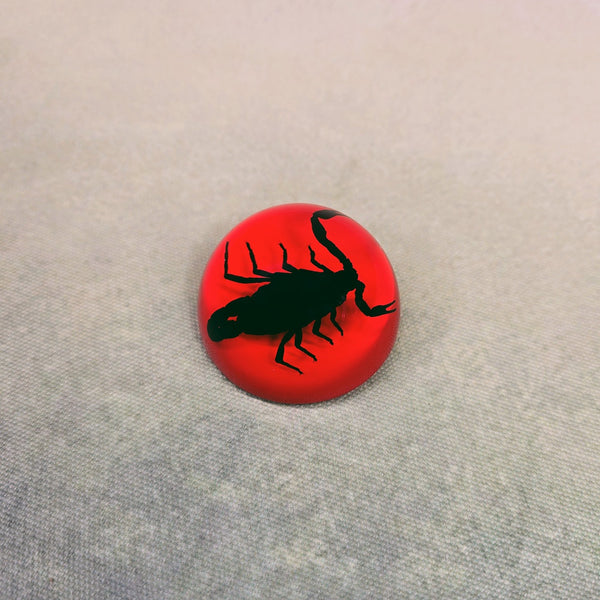 Black Scorpion in 47mm Red Resin Dome