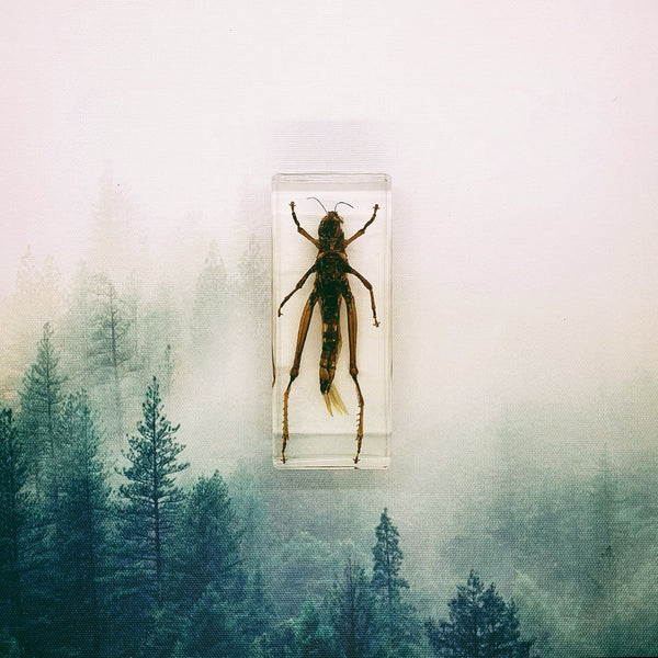 Locust Embedded in Resin 110mm