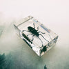 Spotted Longhorn Beetle Embedded in Resin 74mm