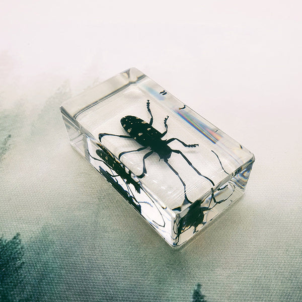 Spotted Longhorn Beetle Embedded in Resin 74mm