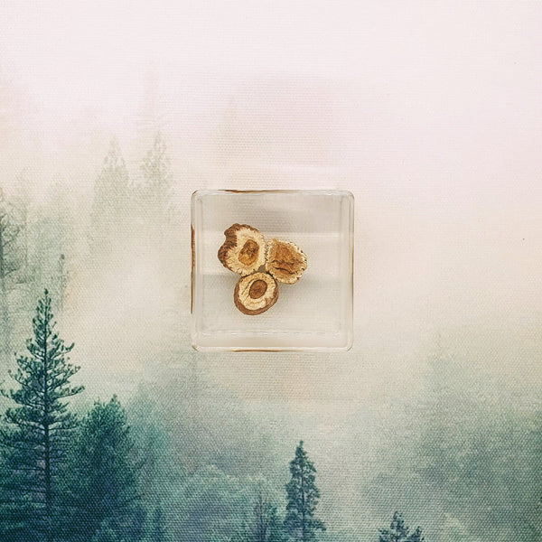 Wood Slices Embedded in 50mm Resin Cube