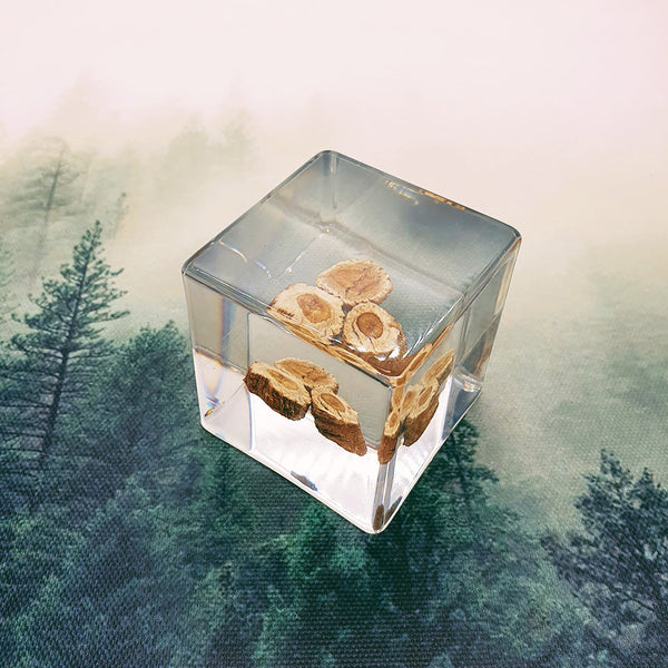 Wood Slices Embedded in 50mm Resin Cube