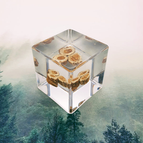 Wood Slices Embedded in 50mm Resin Cube