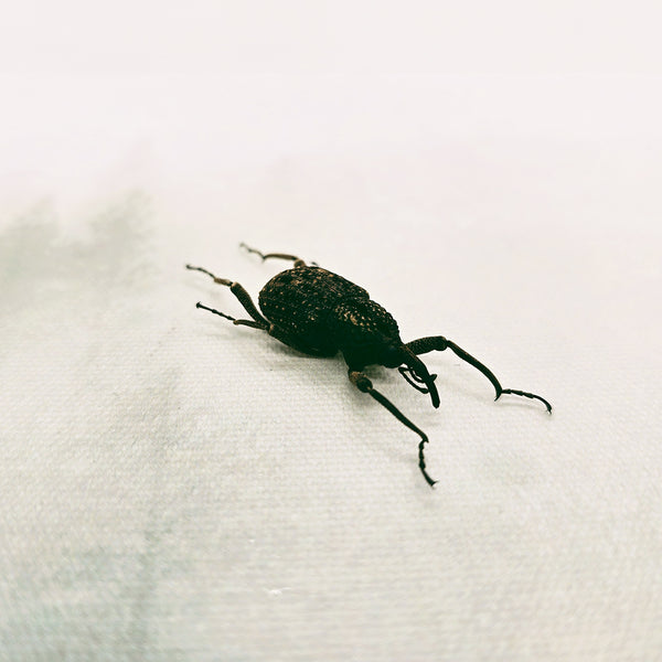 Japanese Giant Weevil (Sipalinus Gigas) Dehydrated Specimen