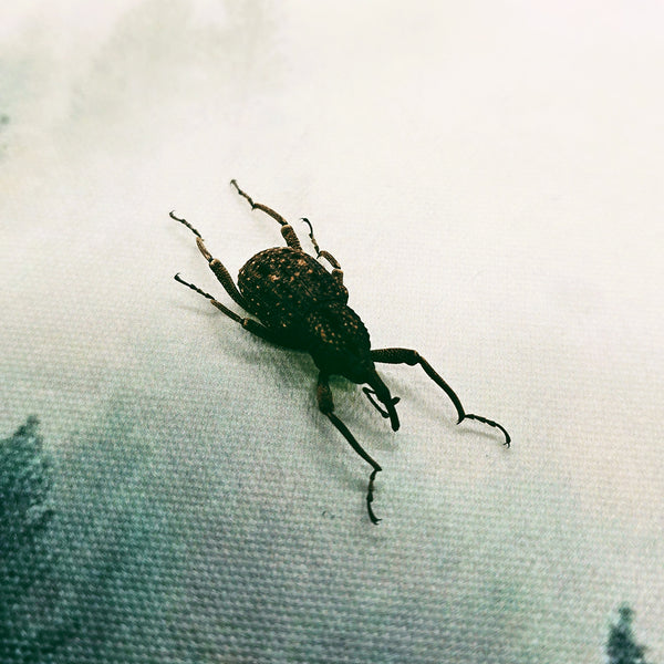 Japanese Giant Weevil (Sipalinus Gigas) Dehydrated Specimen