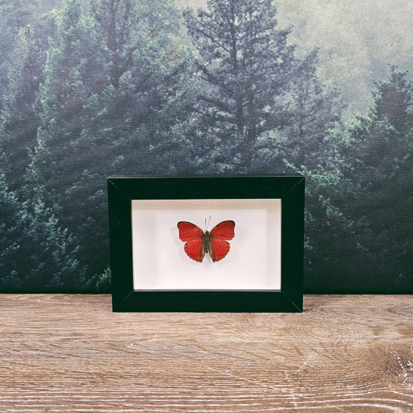 Cymothoe Crocea Hobart's Red Glider Butterfly In Small Frame