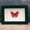 Cymothoe Crocea Hobart's Red Glider Butterfly In Small Frame