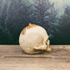 Mushroom Growth Skull Sculpture