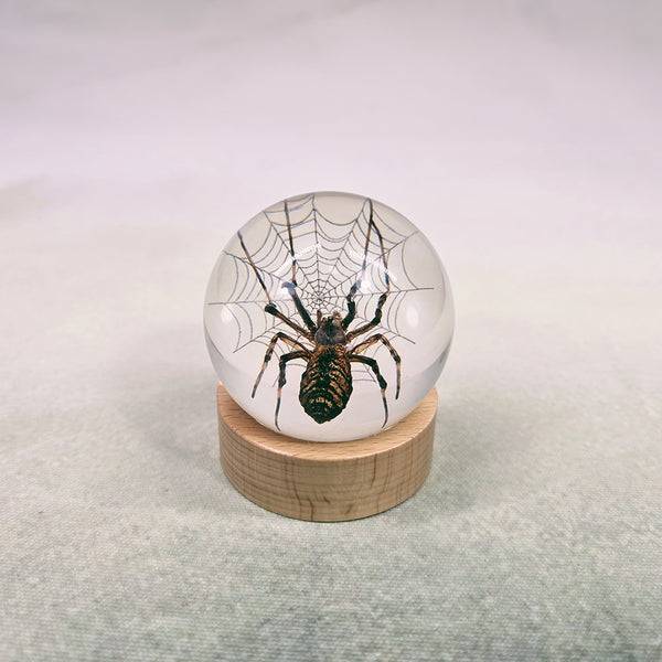 Spider & Web Embedded in Resin Globe on Stand