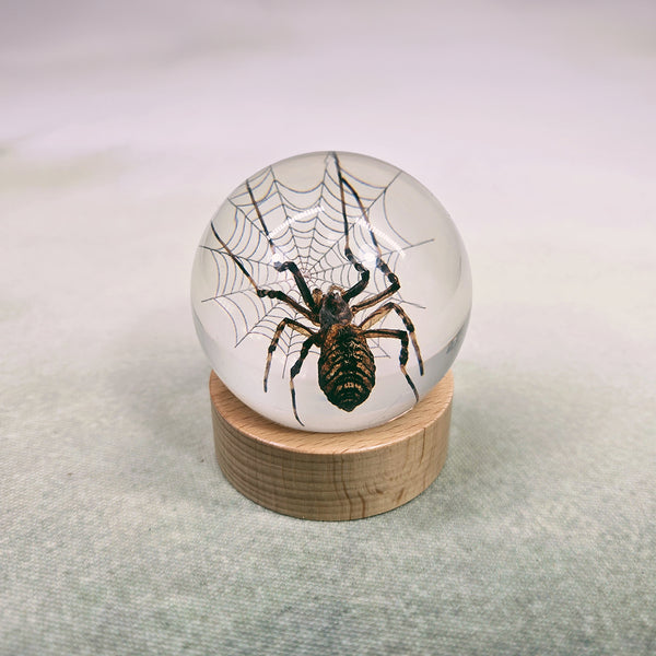 Spider & Web Embedded in Resin Globe on Stand