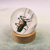 Spider & Web Embedded in Resin Globe on Stand