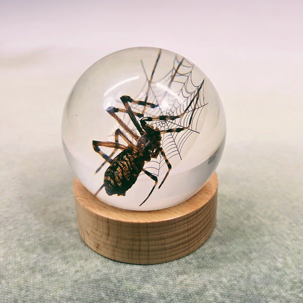 Spider & Web Embedded in Resin Globe on Stand