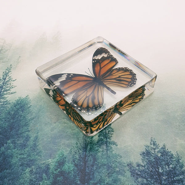 Common Tiger Butterfly Embedded in 75mm Square Resin Block