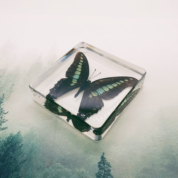 Common Bluebottle Butterfly Embedded in 75mm Square Resin Block