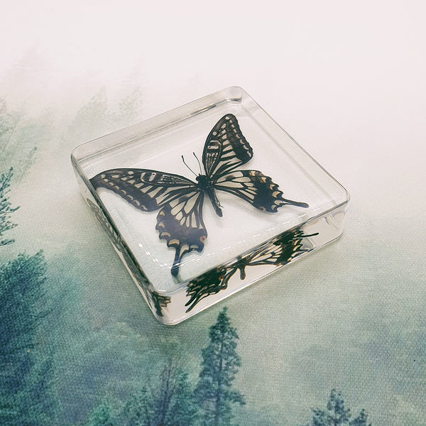 Swallowtail Butterfly Embedded in 75mm Square Resin Block