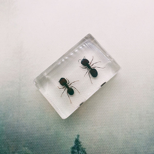 Two Ants Embedded in Resin 44mm