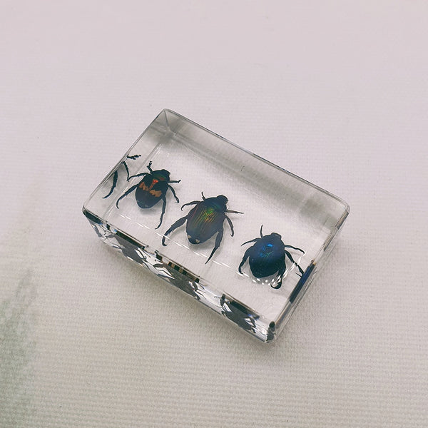 Three Shiny Beetles Embedded in Resin 44mm