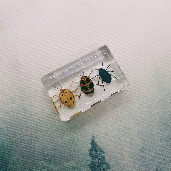Three Spotty Beetles Embedded in Resin 44mm