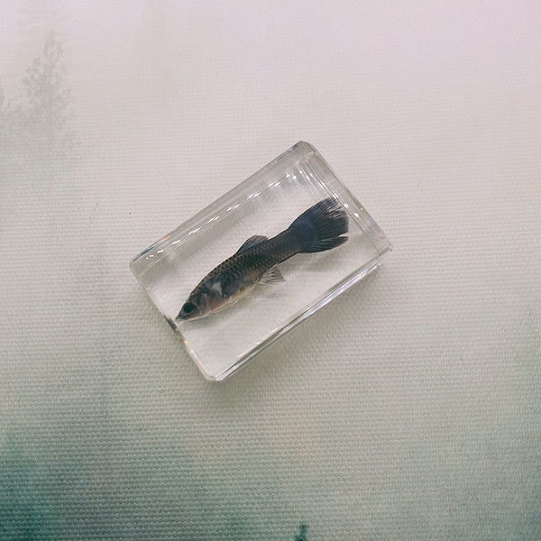 Little Black Fish Embedded in Resin 44mm