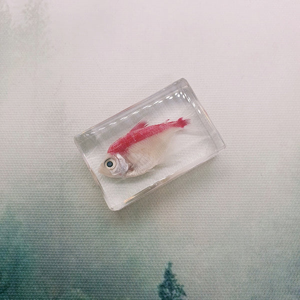 Little Red Fish Embedded in Resin 44mm