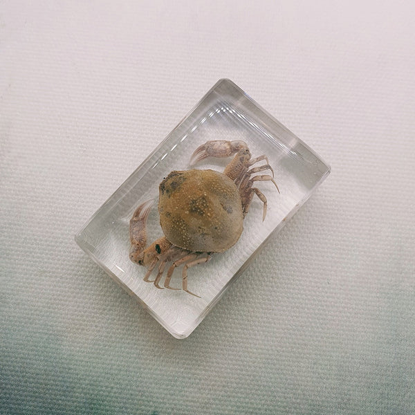 Stone Crab Embedded in Resin 44mm