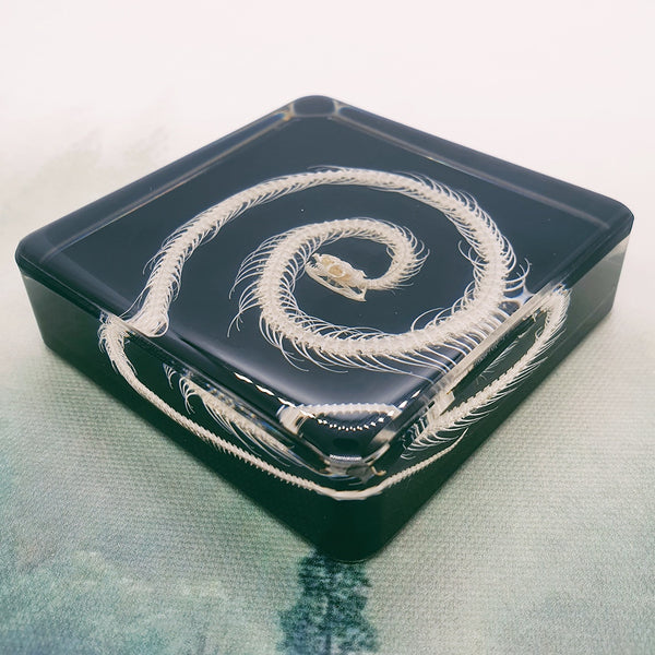 Snake Skeleton Embedded in 75mm Square Resin Block