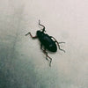 Darkling Beetle (Strongylium Erythrocephalum) Dehydrated Specimen